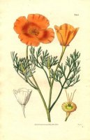 Pokojové rostliny:  > Sluncovka Kalifornská (Eschscholzia californica)