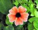 Pokojové rostliny:  > Smatovka (Thunbergia)