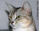 Kočky:  > Somálská kočka (Somali Cat)