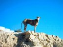 Psí plemena: Chrti > Španělský chrt (Spanish Greyhound, Galgo espanol)