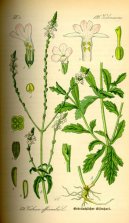 Pokojové rostliny:  > Sporýš Lékařský (Verbena officinalis)