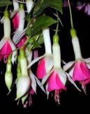 Pokojové rostliny:  > Sprekelia formosissima (Sprecelia formosissima)