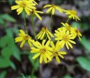 Pokojové rostliny:  > Starček Rowleův (Senecio rowleyanus)