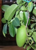 Pokojové rostliny:  > Stefanotis, věncovec květnatý (Stephanotis)