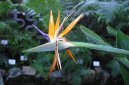Pokojové rostliny:  > Strelície (Strelitzia)