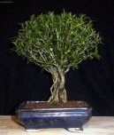 Strom tisíce hvězd, serisa