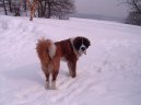 :  > Svatobernarský pes (Saint Bernard)