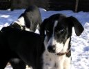 Psí plemena:  > Tažní psi (Northern dog)