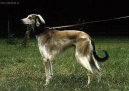Psí plemena:  > Tazy (Tasy, Mid-Asiatic Borzoi)