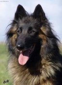 Psí plemena: Ovčáci a honáčtí psi > Belgický ovčák - Tervueren (Chien de Berger Belge - Tervueren)