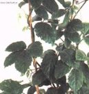 Pokojové rostliny:  > Tetrastigma