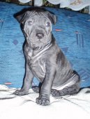 Psí plemena:  > Thajský ridgeback (Thailand-Ridgeback)