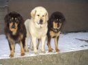 Psí plemena:  > Tibetská doga (Tibetan Mastiff)