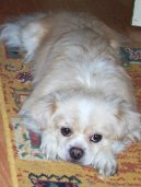 Psí plemena:  > Tibetský španěl (Tibetan Spaniel)