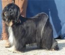 Psí plemena:  > Tibetský teriér (Tibetan Terrier)