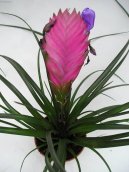 Pokojové rostliny:  > Tillandsie (Tillandsia)