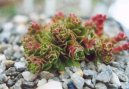 Pokojové rostliny:  > Tlustice (Crassula)