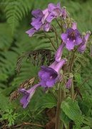 Pokojové rostliny:  > Tořivka (Streptocarpus)