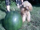 Psí plemena:  > Toy pudl (Toy breed)