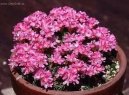 Pokojové rostliny: Skalničky > Trávnička (Armeria)
