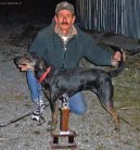 Psí plemena:  > Treeing Tennessee Brindle