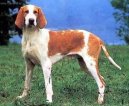 Psí plemena:  > Velký francouzsko-anglický bílo-oranžový honič (Great Anglo-French White and Orange Hound)