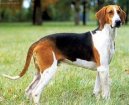 Psí plemena:  > Velký francouzsko-anglický trikolorní honič (Great Anglo-French Tricolour Hound)