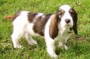 Psí plemena:  > Velký vendéeský hrubosrstý baset (Grand basset griffon vendeen)