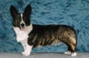 Psí plemena:  > Velškorgi Cardigan (Welsh Corgi Cardigan)