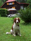 Psí plemena:  > Velššpringršpaněl (Welsh Springer Spaniel)