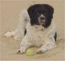 Psí plemena:  > Wetterhoun, Wetterhound (Frisian Water Dog, Wetterhoun)