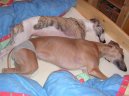 Psí plemena:  > Whippet