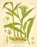 Pokojové rostliny:  > Zázvor Lékařský (Zingiber officinalis)