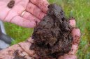 Pokojové rostliny:  > Zemina a půdní směsi (Soil)