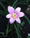 Pokojové rostliny:  > Zephyranthes (Zephyranthes grandiflora)