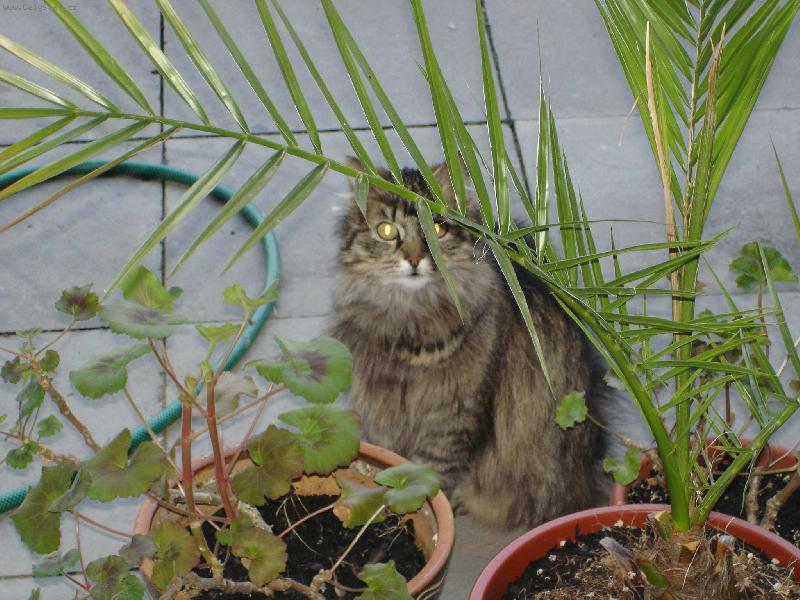 Foto: Macek v pralese-U nás na zahradě plné květináčů.