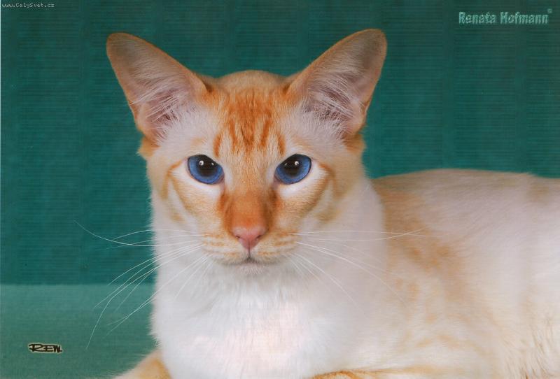 Foto: Matýsek - balinézáček s červenými odznaky