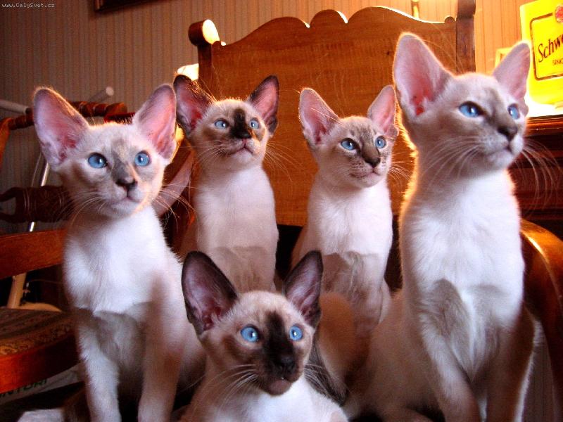 Foto: Vrh balinézkých koat