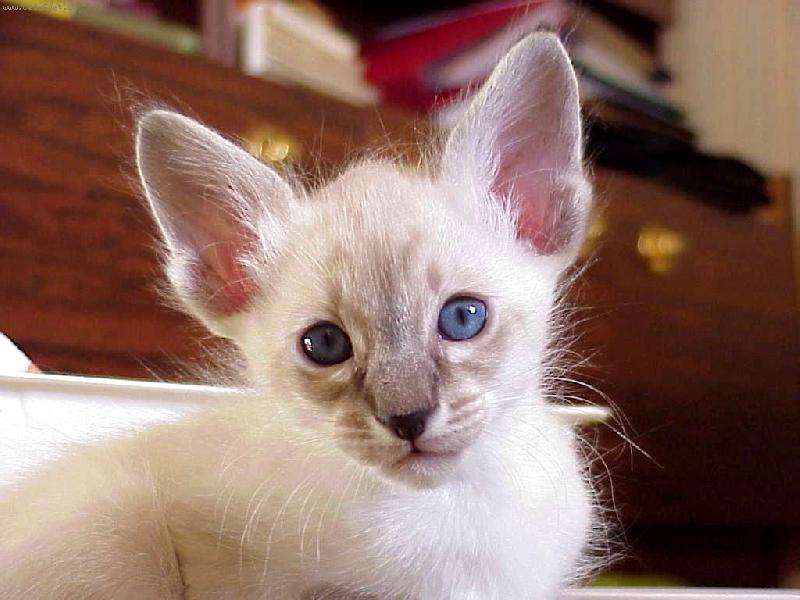 Foto: Balinéské kotě