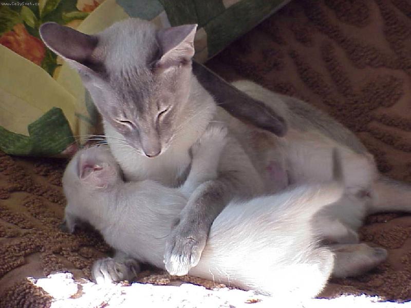 Foto: Vzorná maminka