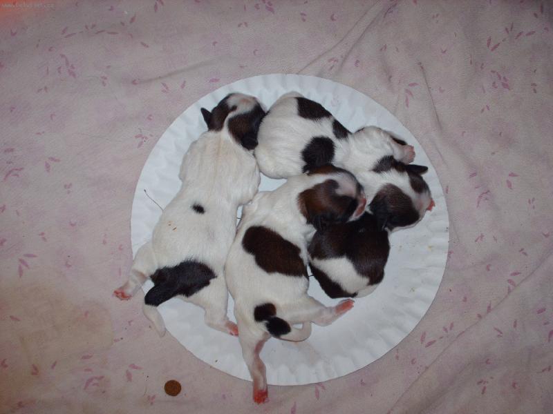 Foto: štěnátka-miminka