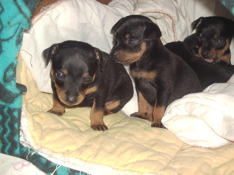 Foto: štěňata krysaříku-neposedná klubíčka