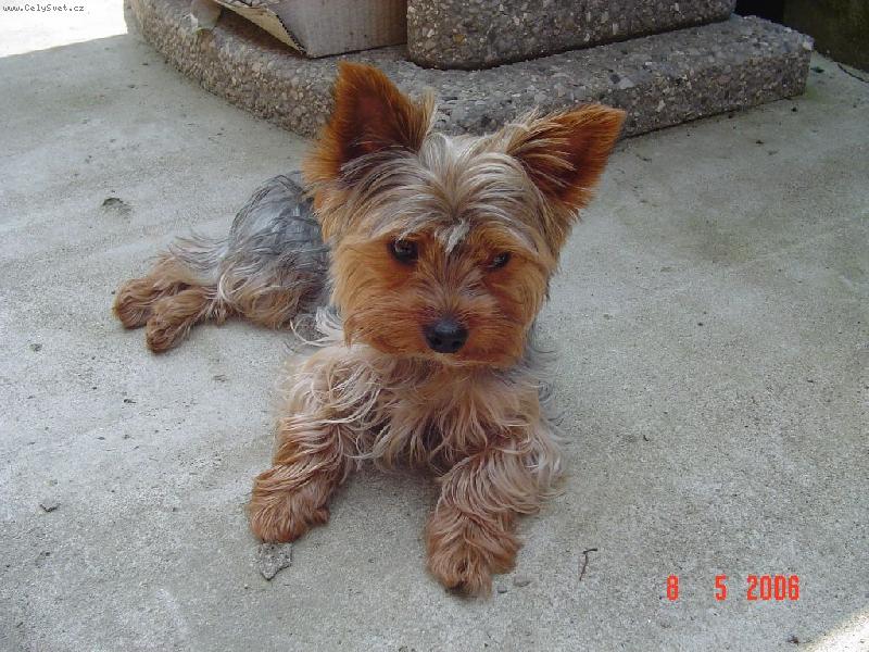 Foto: Bertík-Bertík