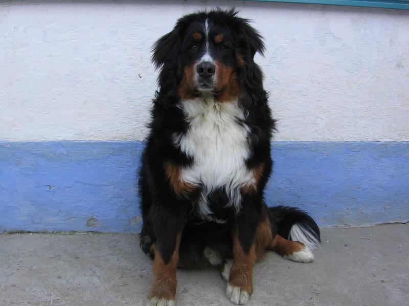 Foto: Harry - pán domu