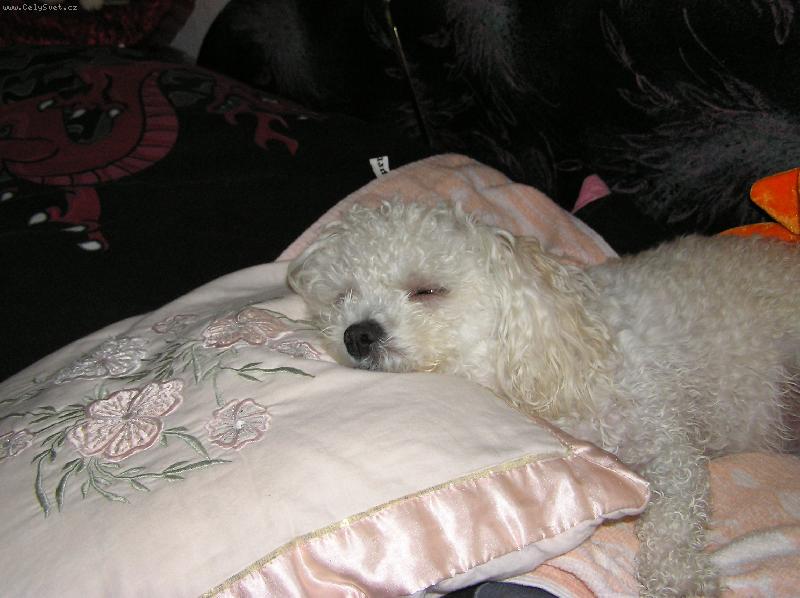 Foto: Sladké sny-A se ti něco krásného zdá Peggynko