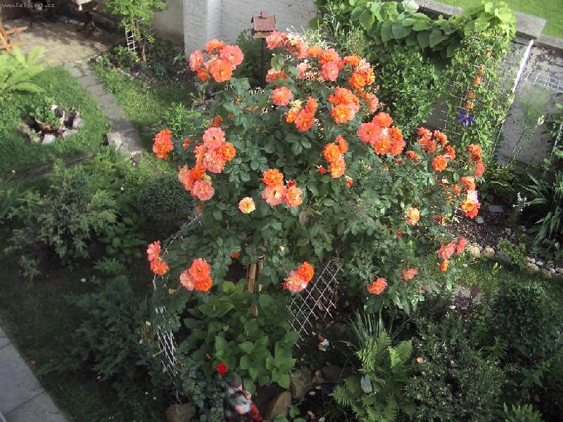 Foto: RÙŽE WESTERLAND