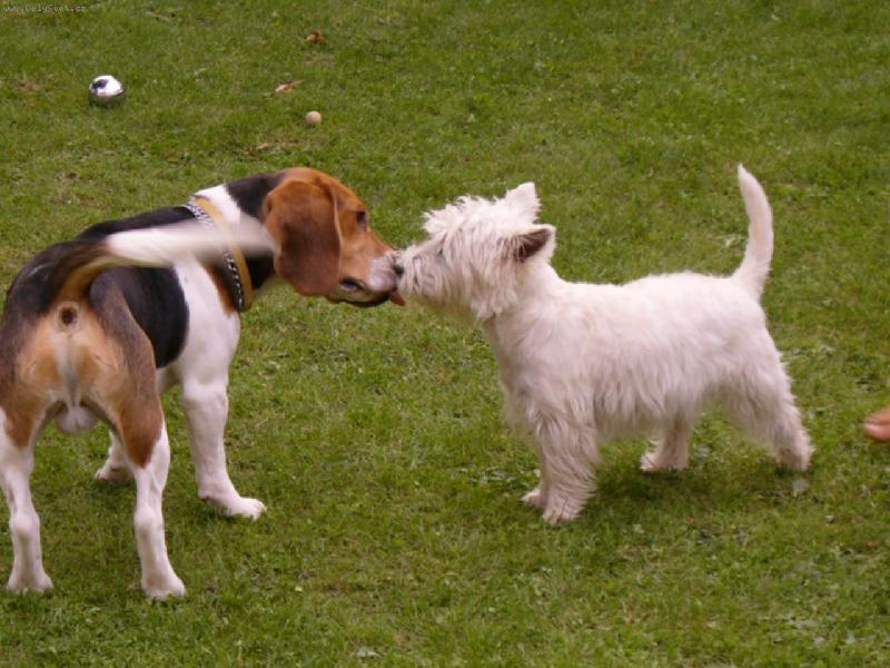 Foto: Sunny s kamarádem