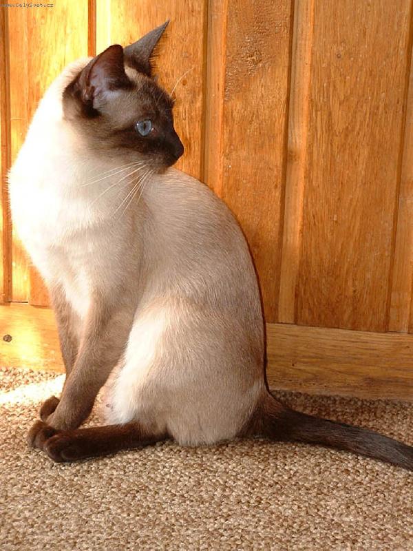 Foto: Siamská kočka-Viktorka