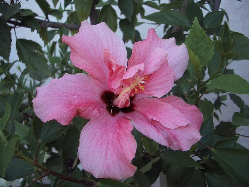 Foto: Ibišek růžovy