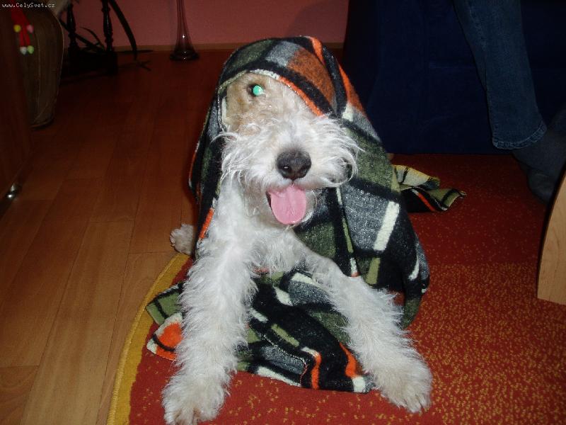 Foto: Abhaj-Toto je náš miláček